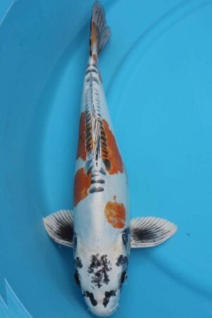 6031 Doistu Kujaku 53cm £600