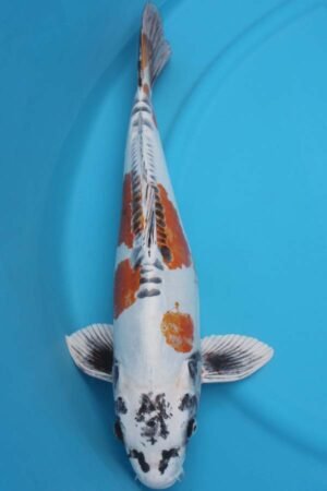 6031 Doistu Kujaku 53cm £600