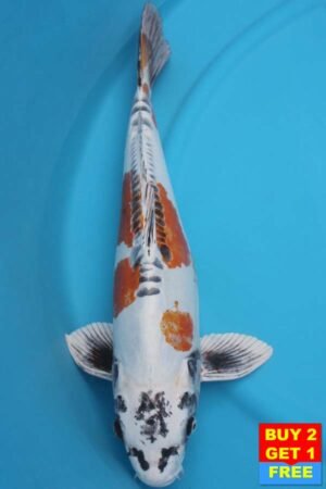 6031 Doistu Kujaku 53cm £600