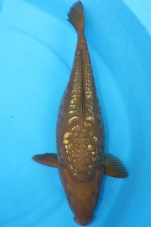 6032 Gin Rin Chagoi 53cm £600