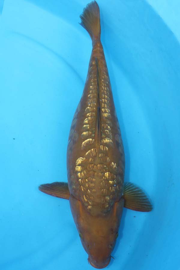 6032 Gin Rin Chagoi 53cm £600