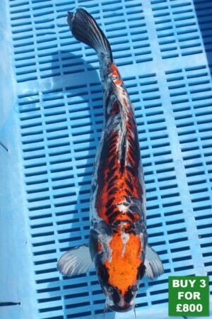 6040 Kikokuryu 14to16in £300