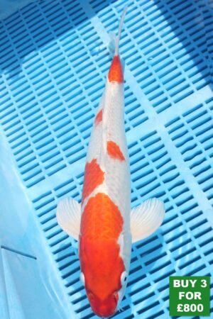 6041 Hariwake 14to16in £300