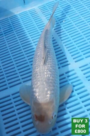 6042 Gin Rin Ochiba 14to16in £300