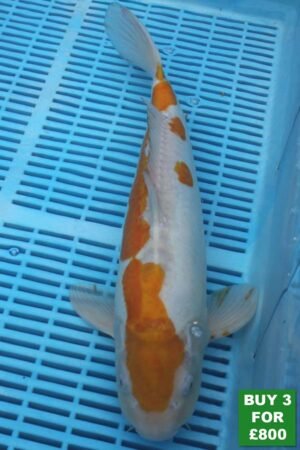 6043 Doitsu Ochiba 14to16in £300