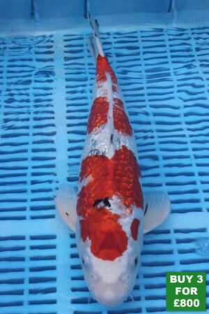 6044 Gin Rin Sanke 14to16in £300