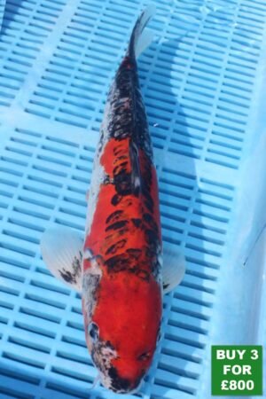 6045 Doitsu Goshki 14to16in £300