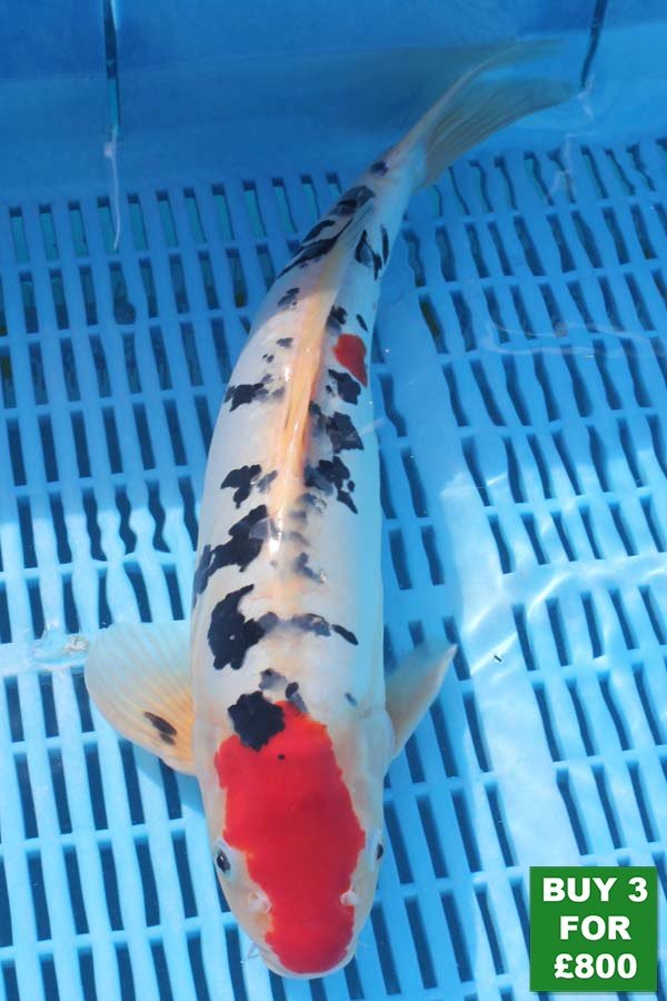 6046 Doitsu Sanke 14to16in £300