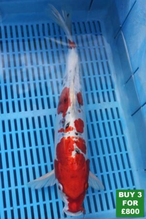 6047 Doitsu Yamatonishki 14to16in £300