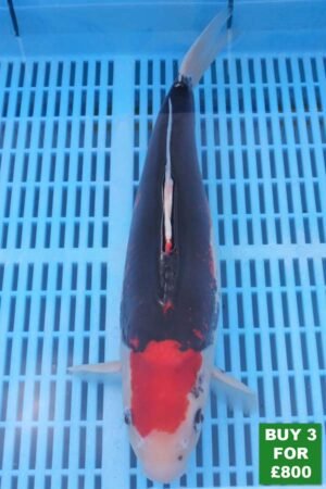 6048 Beni Kumonryu 14to16in £300