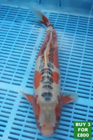 6049 Shusui 14to16in £300