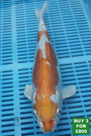 6050 Doitsu Hariwake 14to16in £300