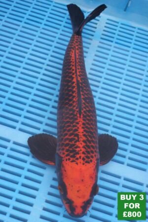 6051 Aka Matsuba 14to16in £300