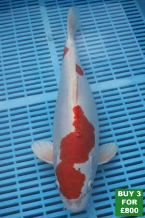 6052 Kikisui 14to16in £300