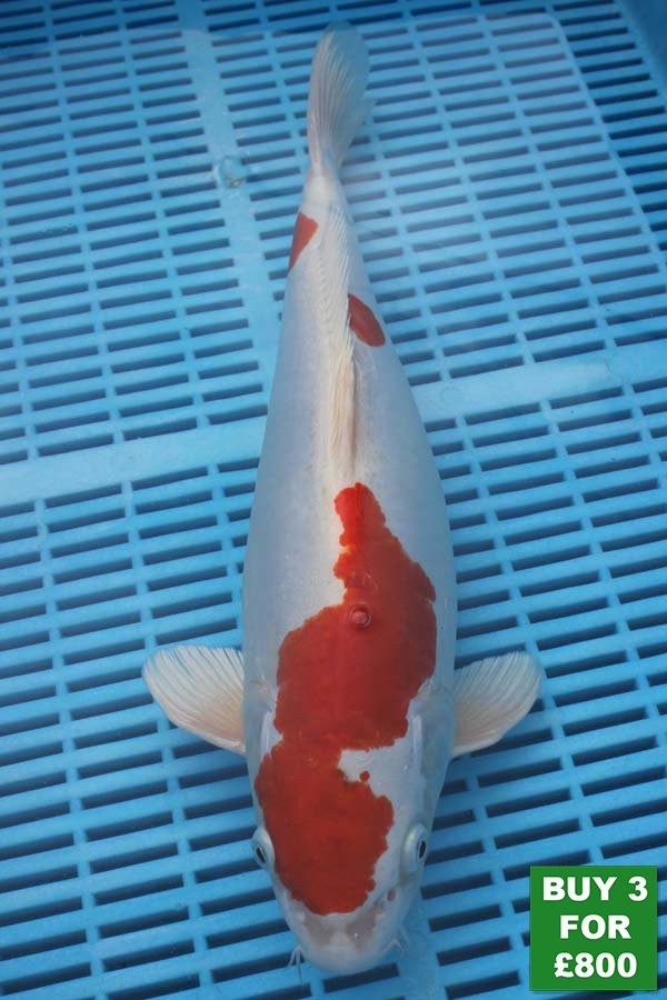 6052 Kikisui 14to16in £300