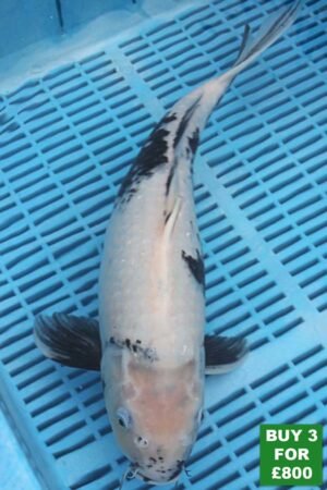 6053 Shiro Utsuri 14to16in £300