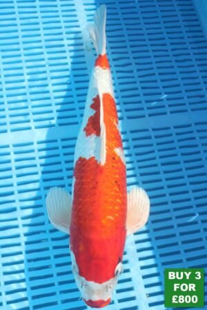 6054 Yamatonishki 14to16in £300