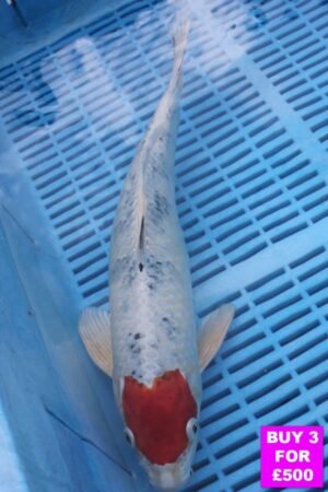 6060 Yamatonishki 12to14in £190