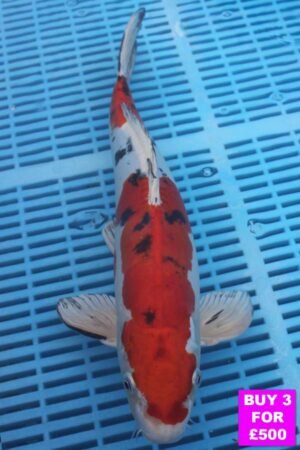 6061 Doitsu Sanke 12to14in £190