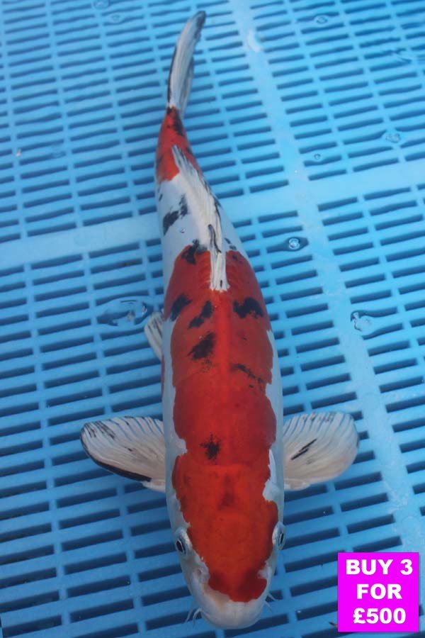 6061 Doitsu Sanke 12to14in £190