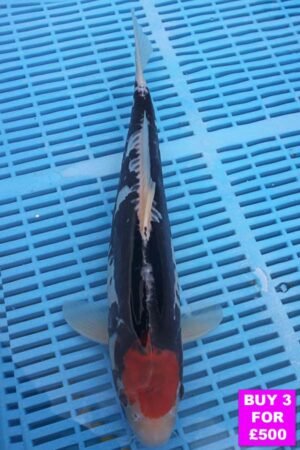 6062 Beni Kumonryu 12to14in £190