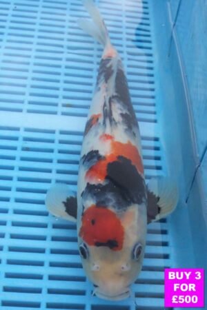 6063 Showa  12to14in £190