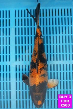 6064 Kin Ki Utsuri 12to14in £190