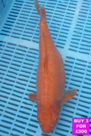 6065 Doitsu Kigoi 12to14in £190