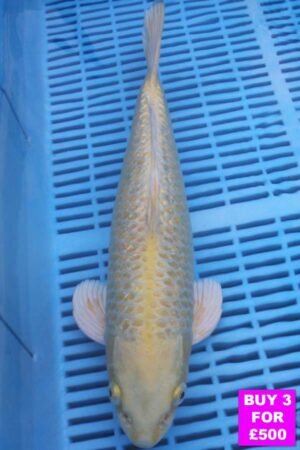 6066 Gin Rin Yambuki 12to14in £190