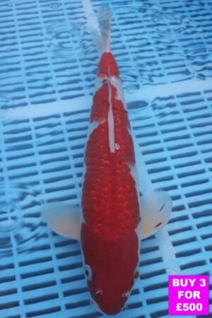 6067 Gin Rin Sanke 12to14in £190