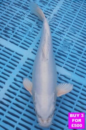 6068 Doitsu Platnum Ogon 12to14in £190