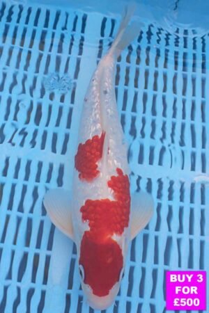 6069 Gin Rin Kohaku 12to14in £190