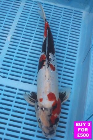 6070 Doitsu Showa 12to14in £190