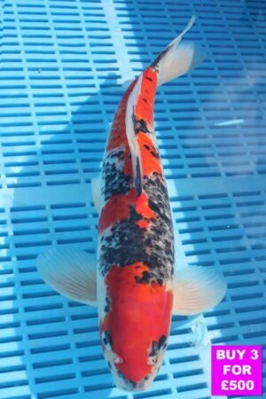 6072 Goshki 12to14in £190