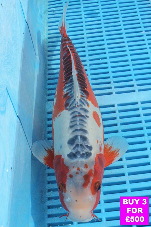 6073 Shusui 12to14in £190