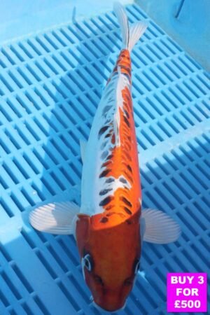 6074 Doitsu Kujaku 12to14in £190