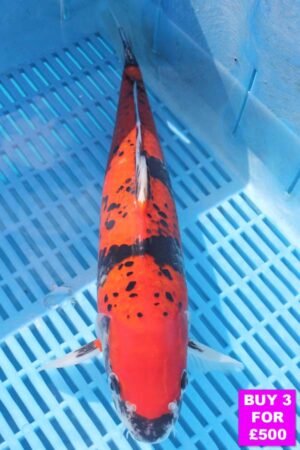 6075 Goshki 12to14in £190