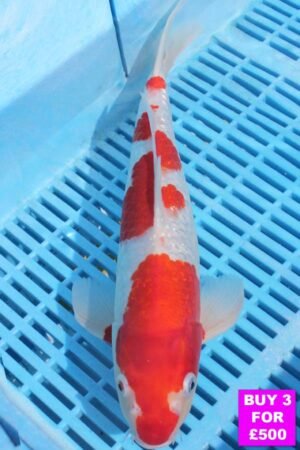 6076 Gin Rin Kohaku 12to14in £190