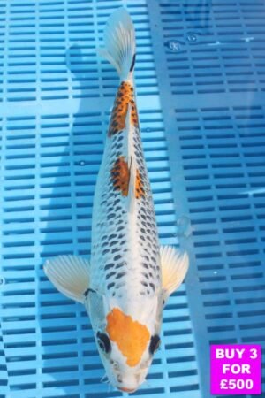 6077 Kujaku 12to14in £190