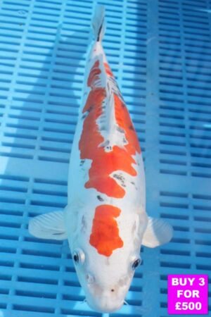 6078 Doitsu Yamatonishki 12to14in £190