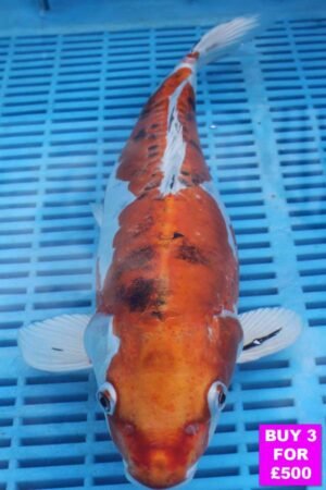 6079 Doitsu Kujaku 12to14in £190