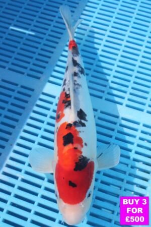 6080 Doitsu Sanke 12to14in £190