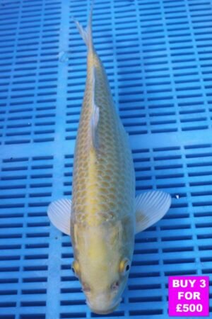 6081 Yamabuki 12to14in £190