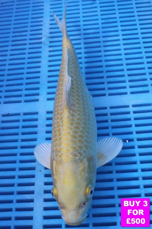 6081 Yamabuki 12to14in £190