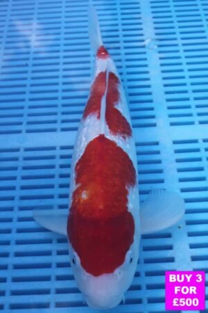 6082 Gin Rin Kohaku 12to14in £190