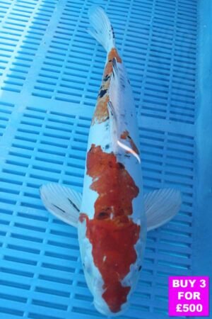 6084 Doitsu Kujaku 12to14in £190