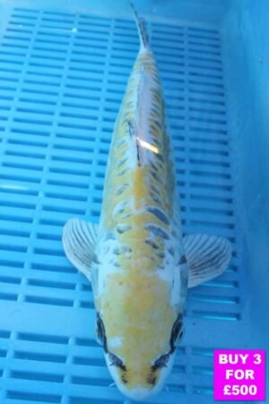 6085 Doistu Matsuba 12to14in £190