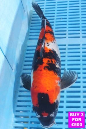 6086 Showa  12to14in £190