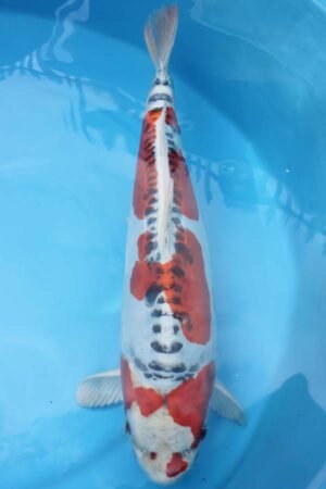 6090 Doitsu Kujaku 52cm £750