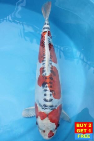 6090 Doitsu Kujaku 52cm £750